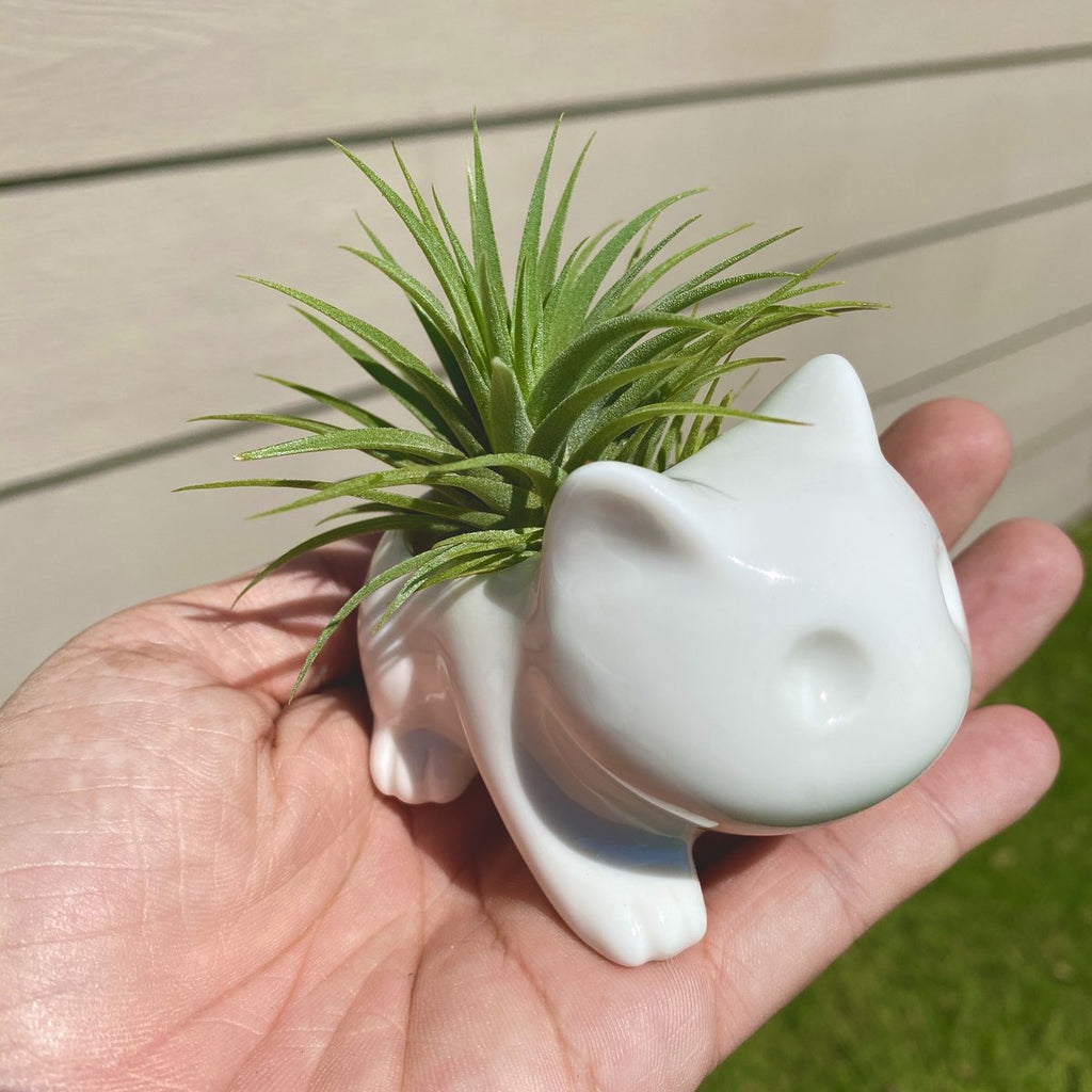 Ceramic Bulbasaur (White) <br> (Minimum Order 5)