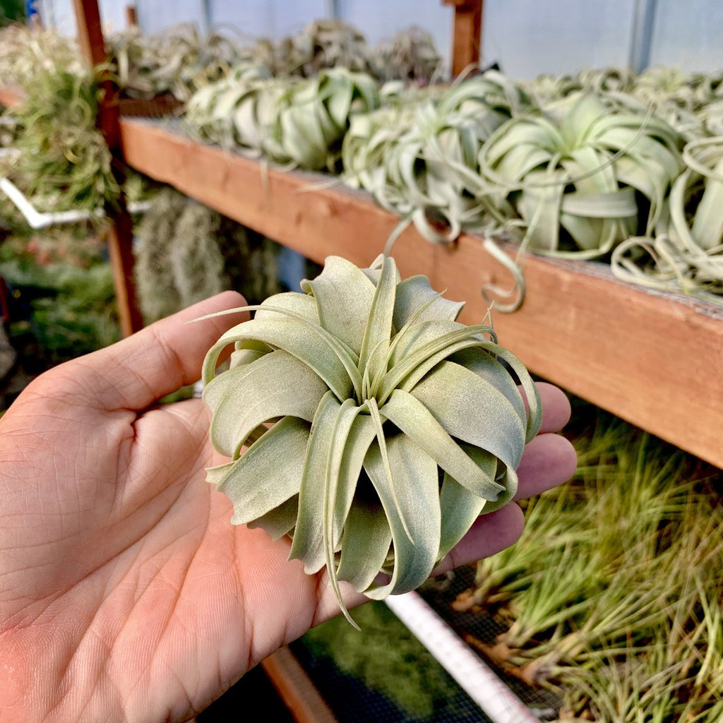 Xerographica Thick Leaf Small <br> (Minimum Order 3)