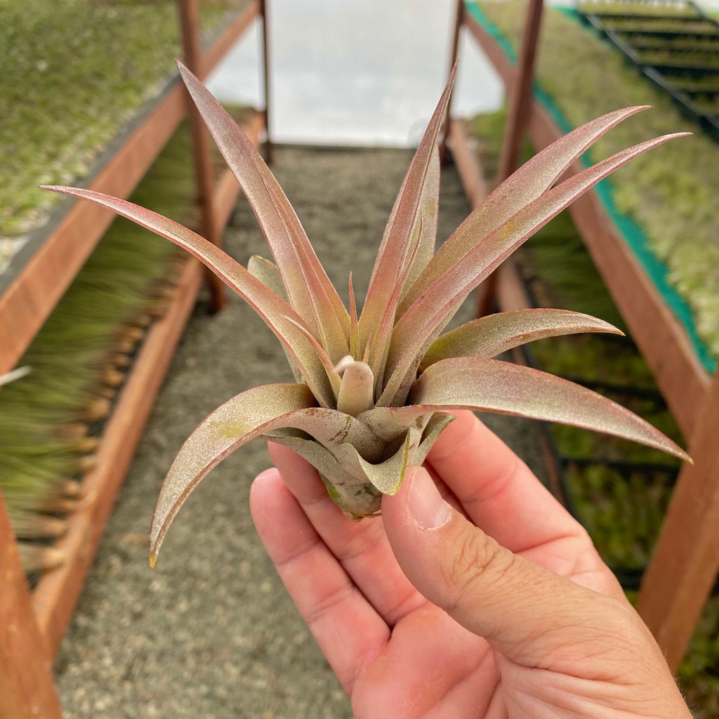 Capitata Peach Medium <br> (Minimum Order 5)