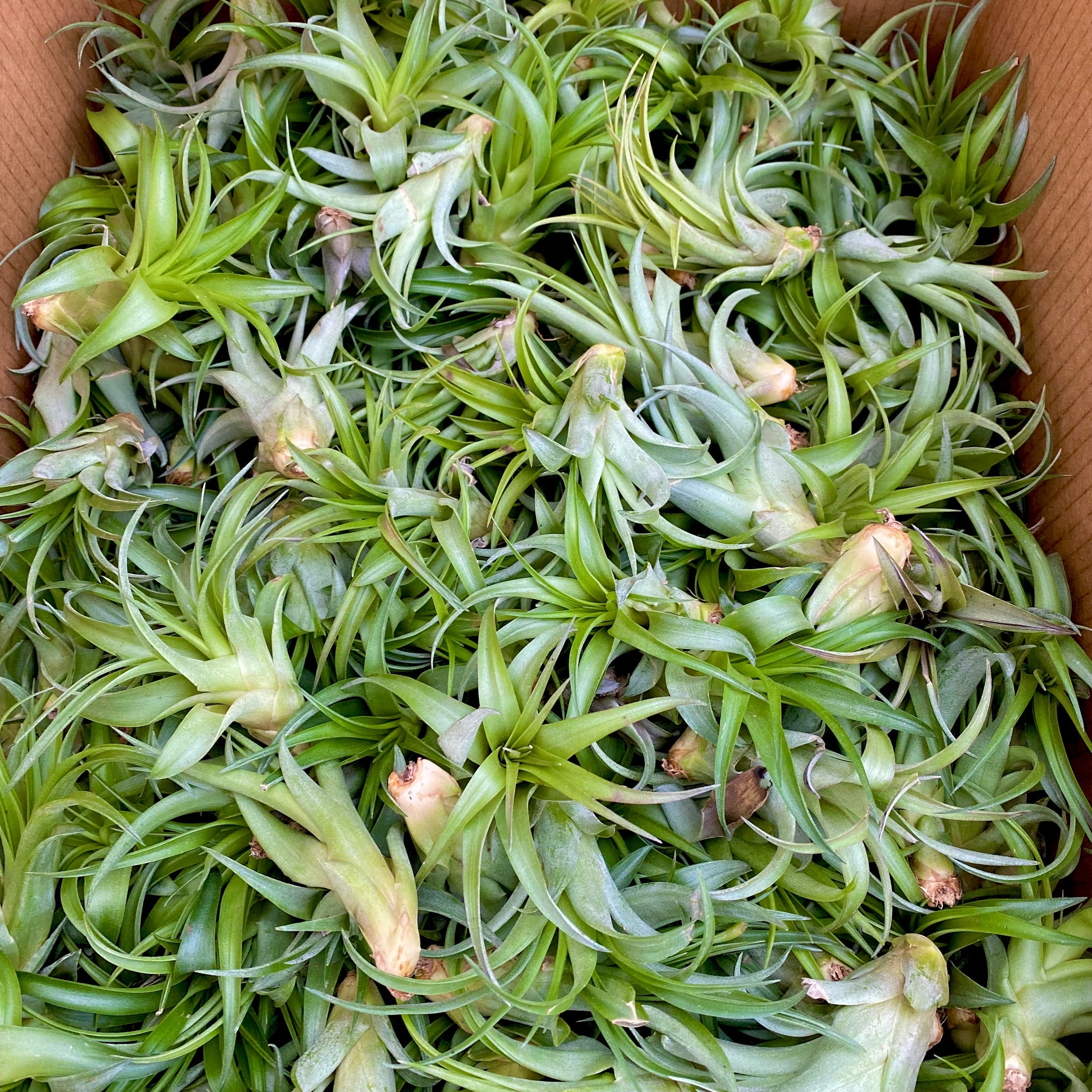 Brachycaulos Green Medium <br> (Minimum Order 10)