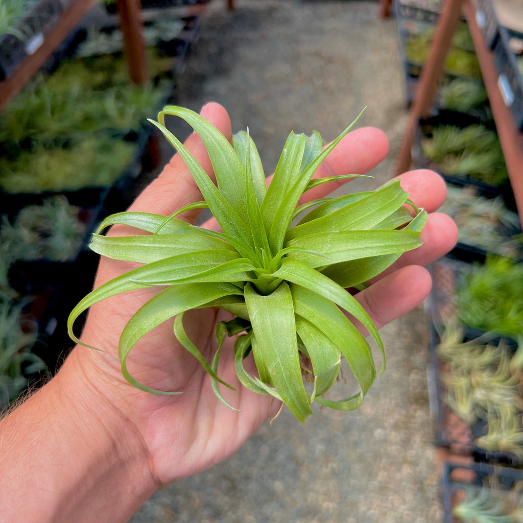 Brachycaulos Green Medium <br> (Minimum Order 10)