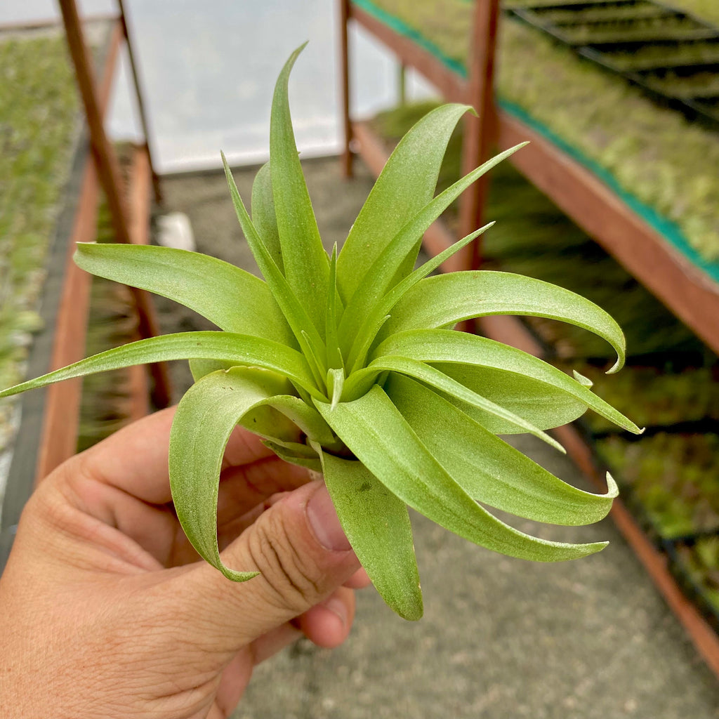 Brachycaulos Green Medium <br> (Minimum Order 10)