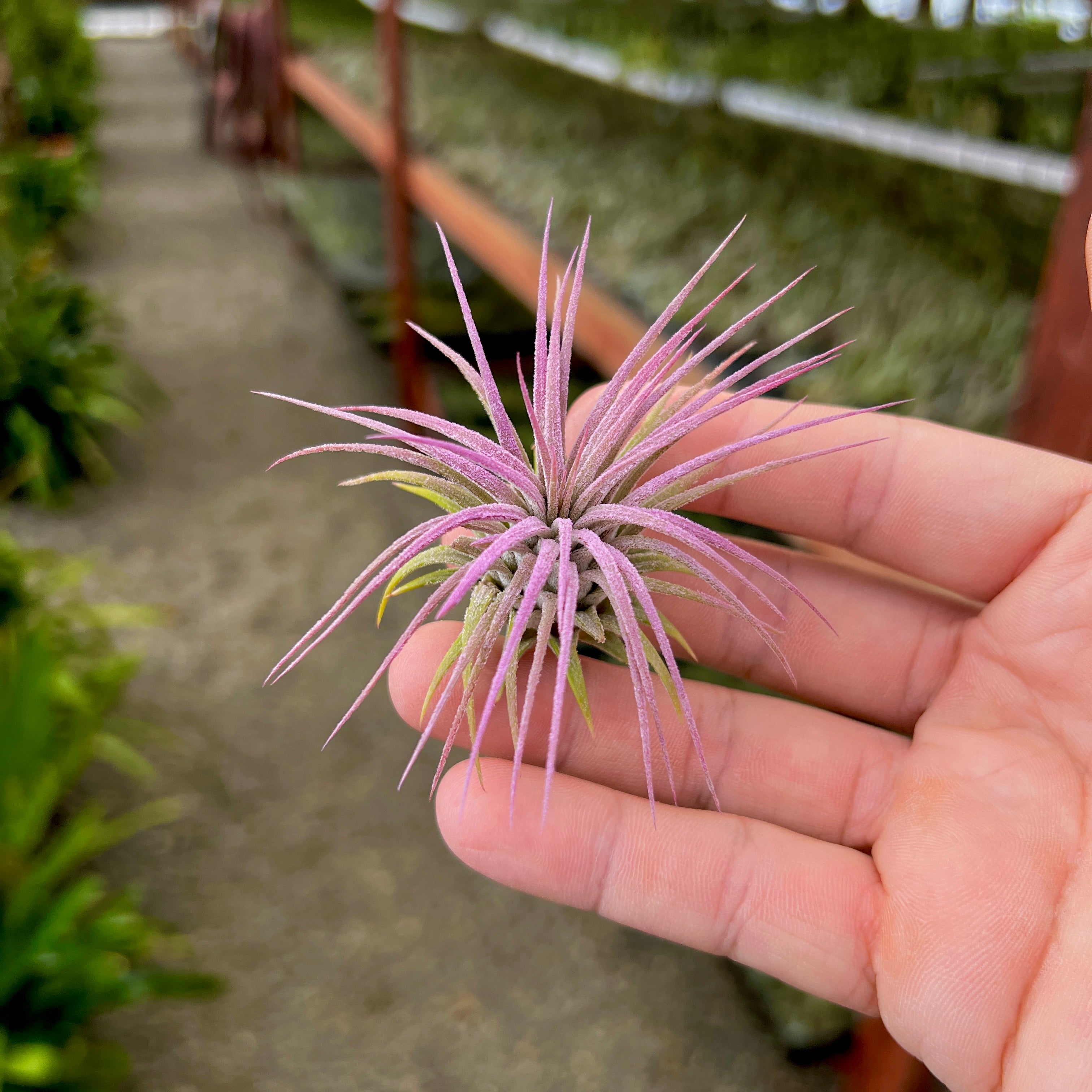 Ionantha Lavender Medium <br> (Minimum order 5)