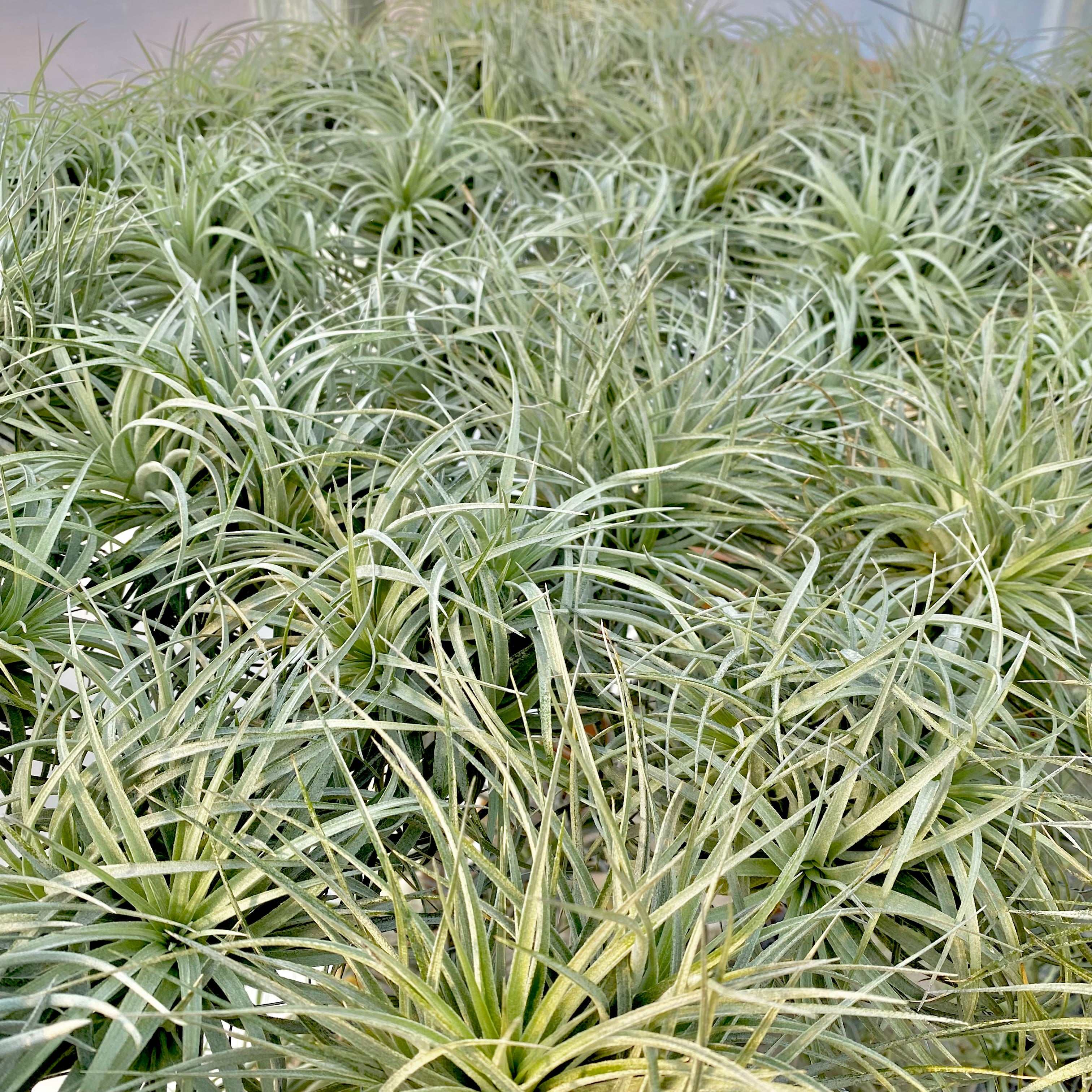 Stricta Soft White <br> (Minimum Order 3)