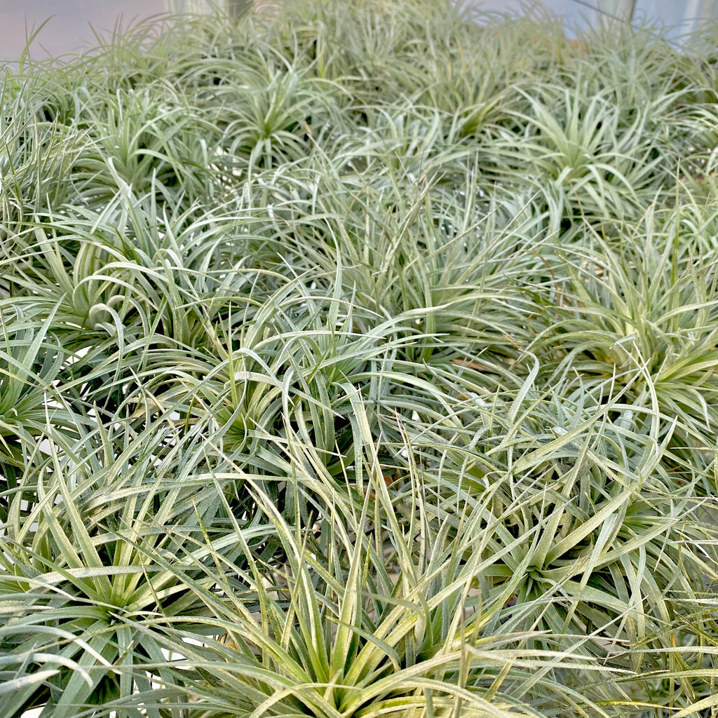 Stricta Soft White <br> (Minimum Order 3)