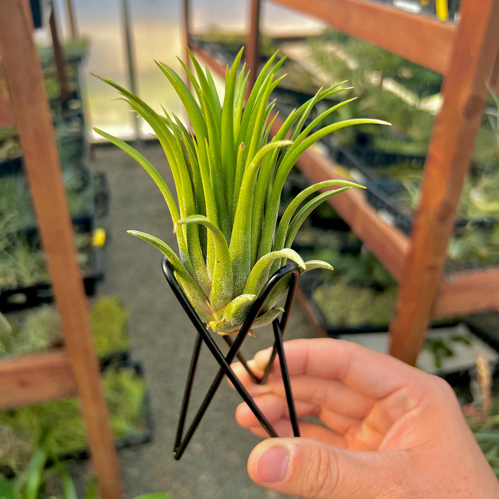 Black Geometric Metal Air Plant Stand With Air Plant <br> (Minimum Order 5)