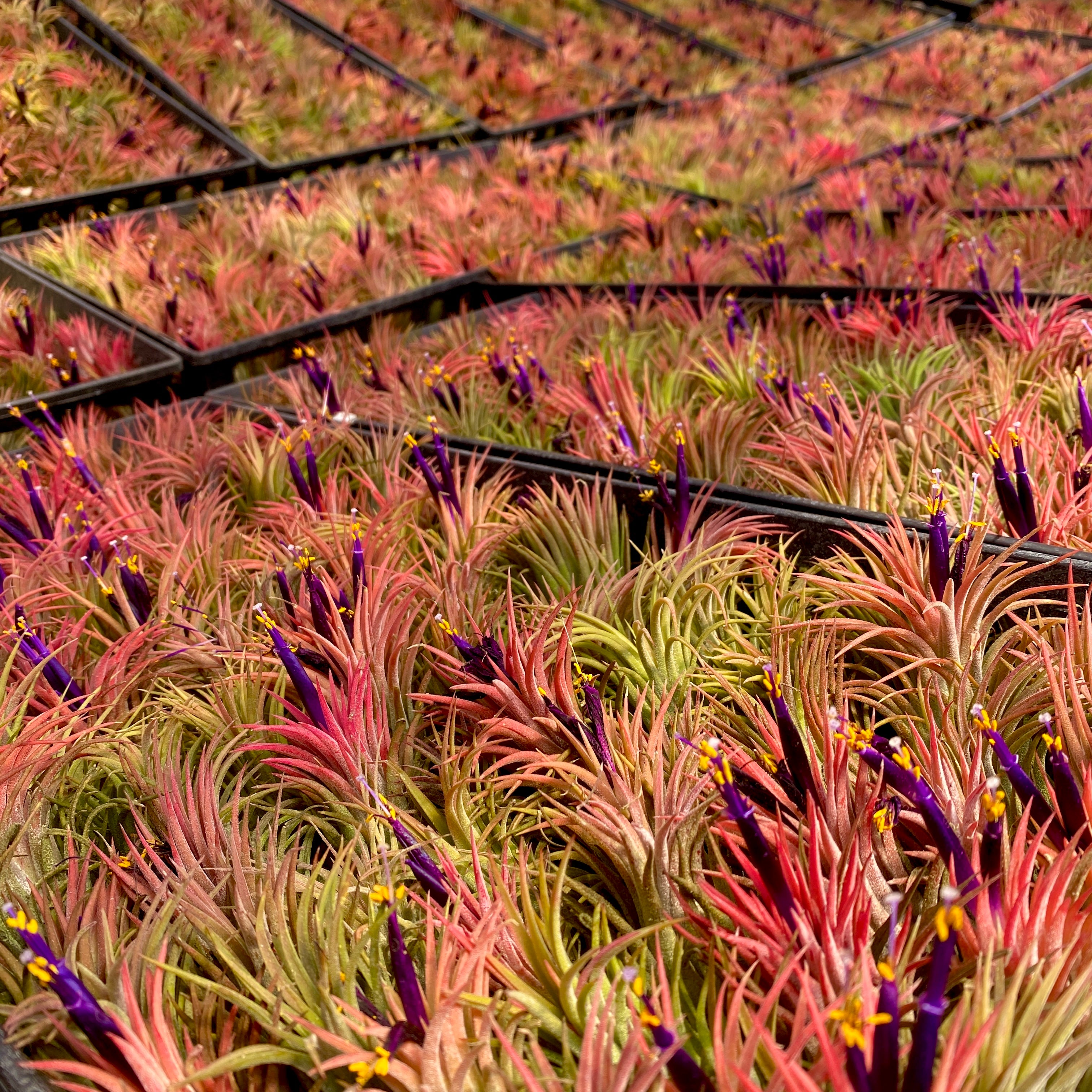 Ionantha Rubra Medium <br> (Minimum order 10)