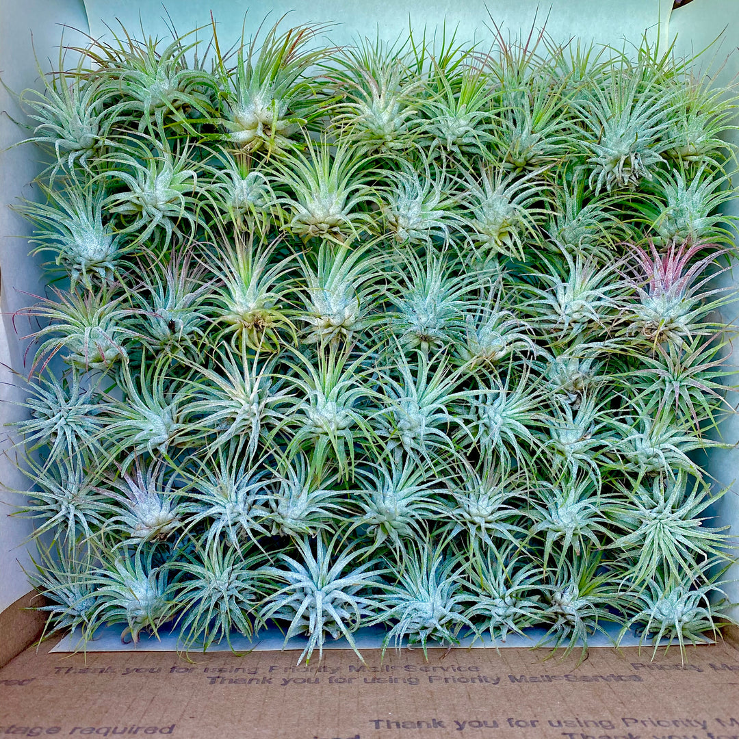Shop Wholesale Air Plant Bundles Bulk Air Plants