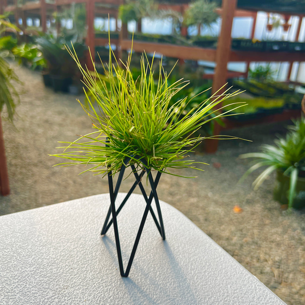 Geometric Metal Air Plant Stand With Air Plant <br> (Minimum Order 5)