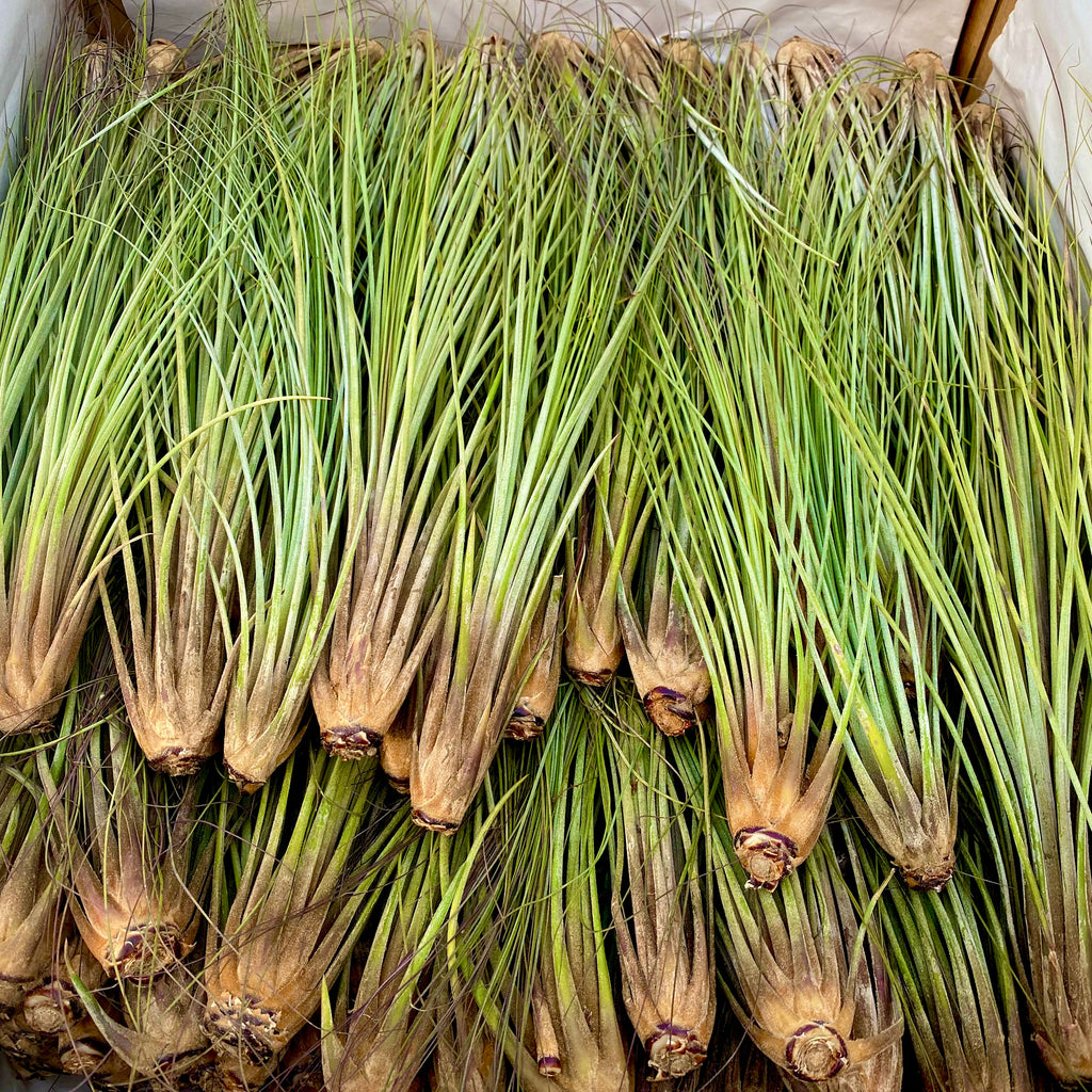 Juncea Large <br> (Minimum Order 5)