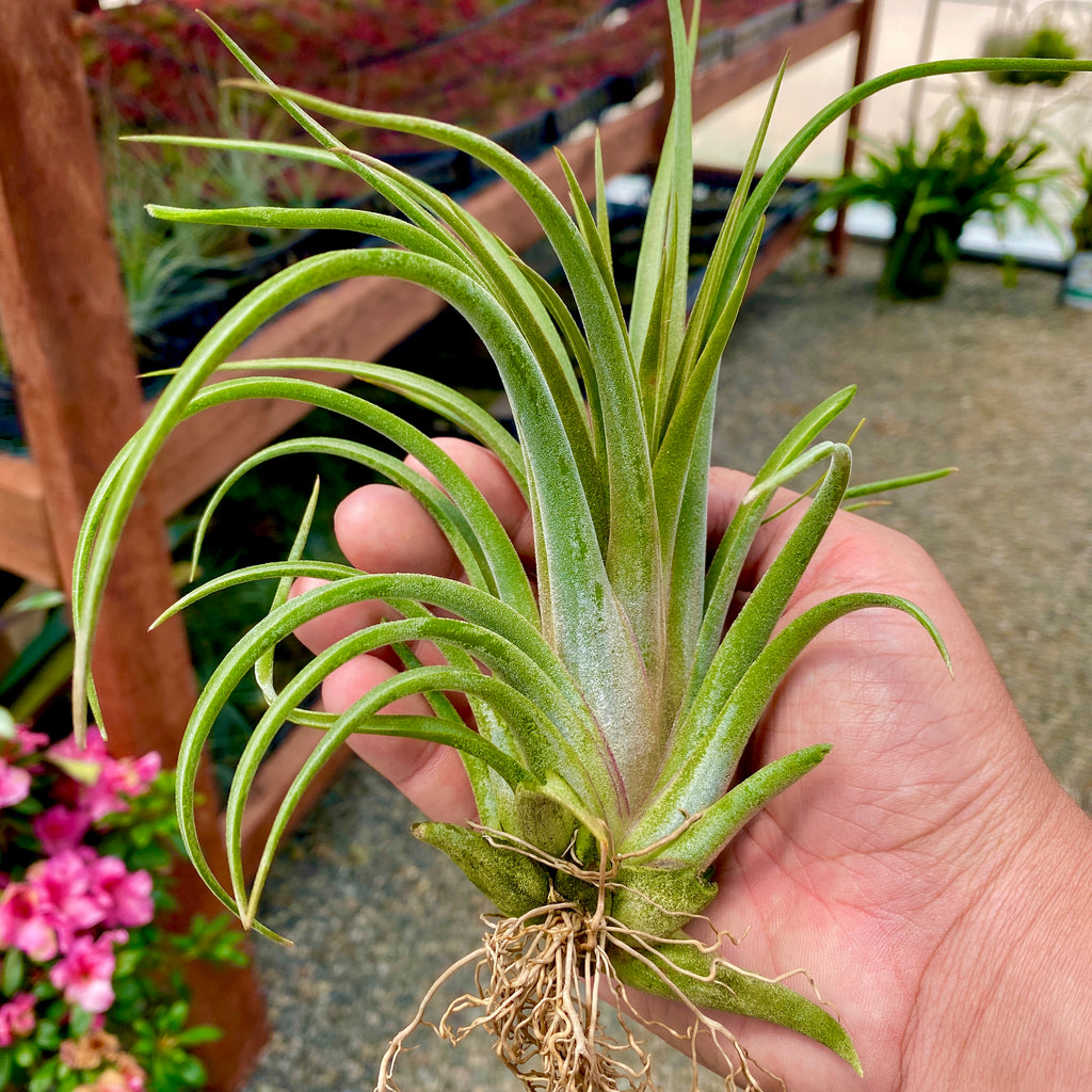 Ionantha x Brachycaulos Large <br> (Minimum Order 3)