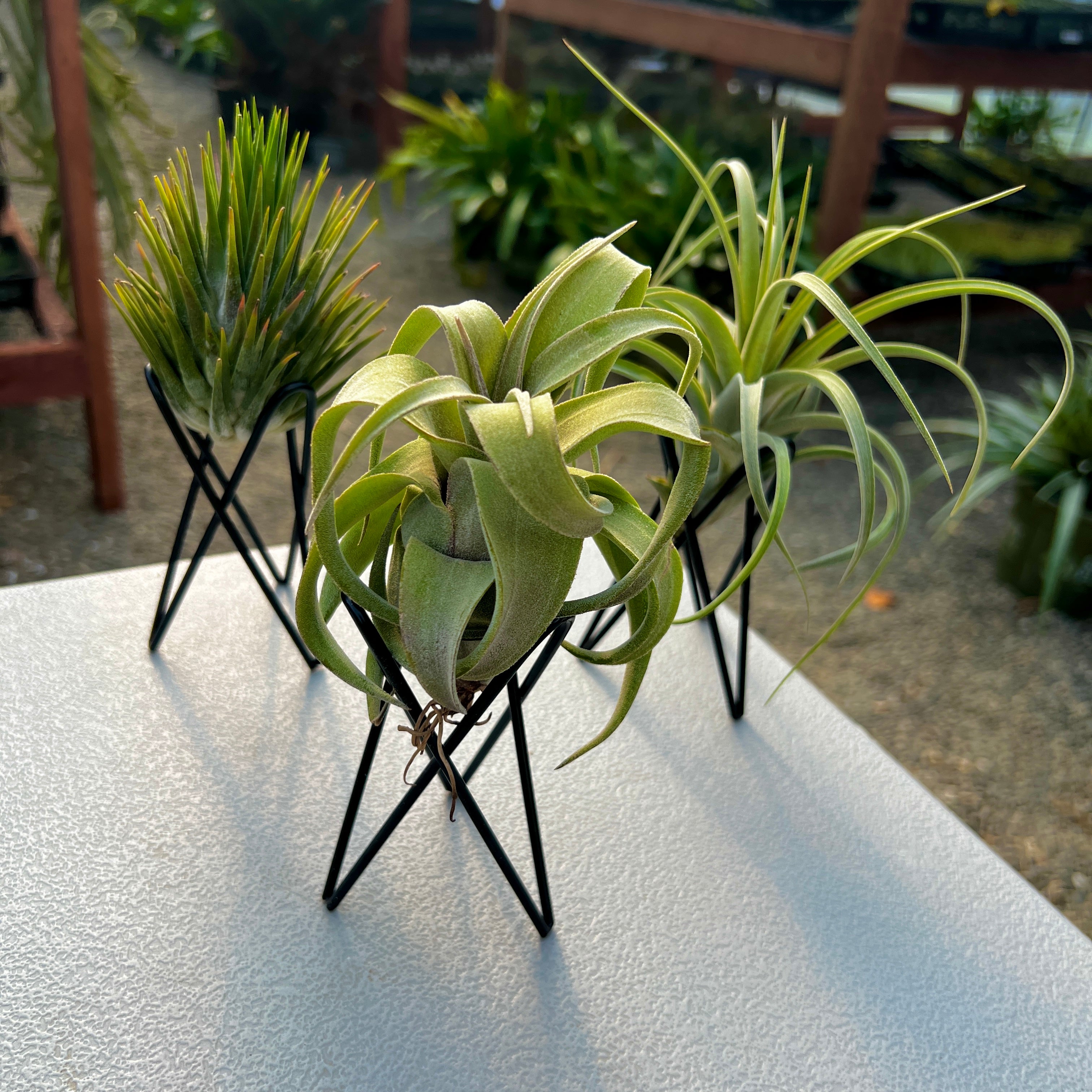 Black Geometric Metal Air Plant Stand With Air Plant <br> (Minimum Order 5)