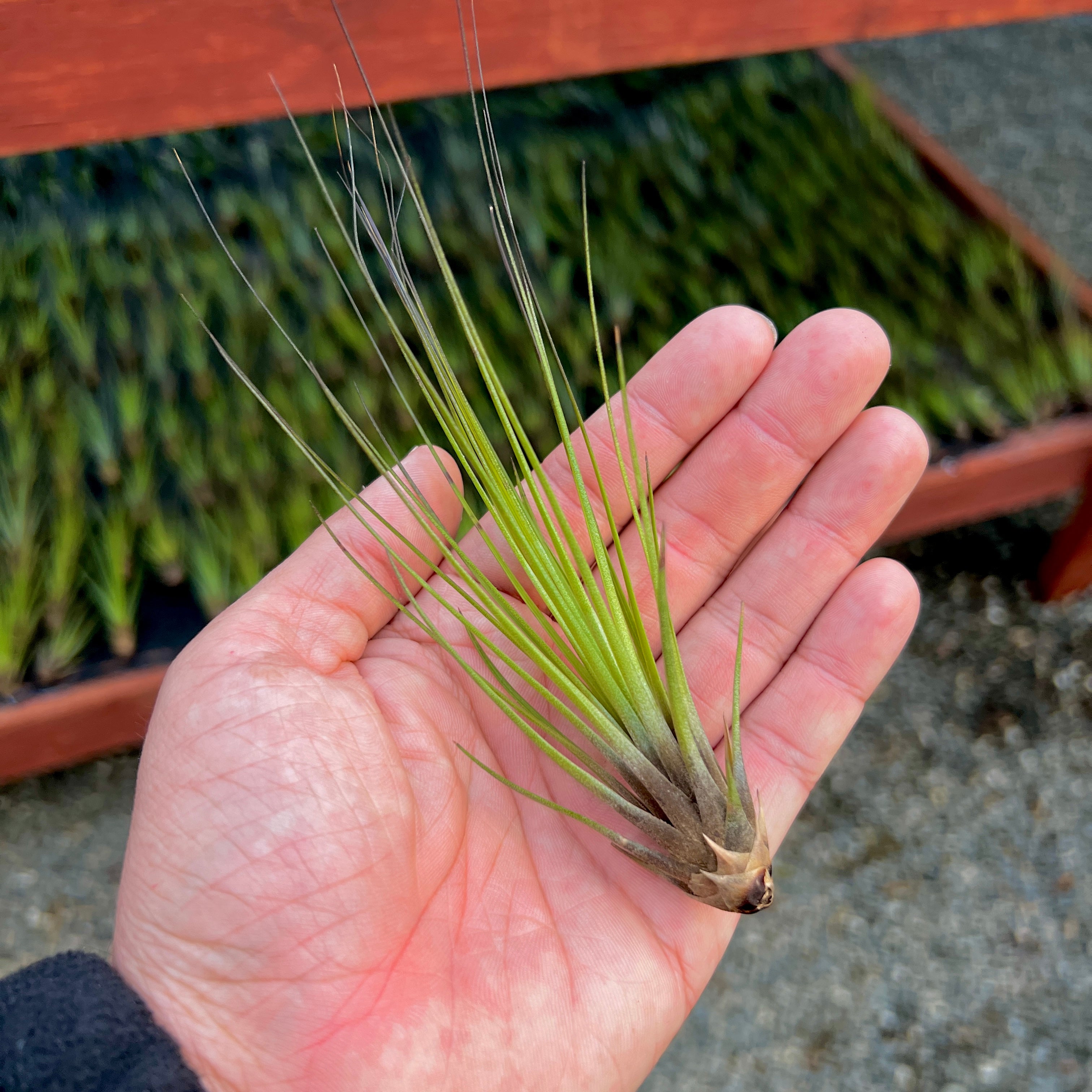 Juncifolia Red/Green Small <br> (Minimum Order 10)