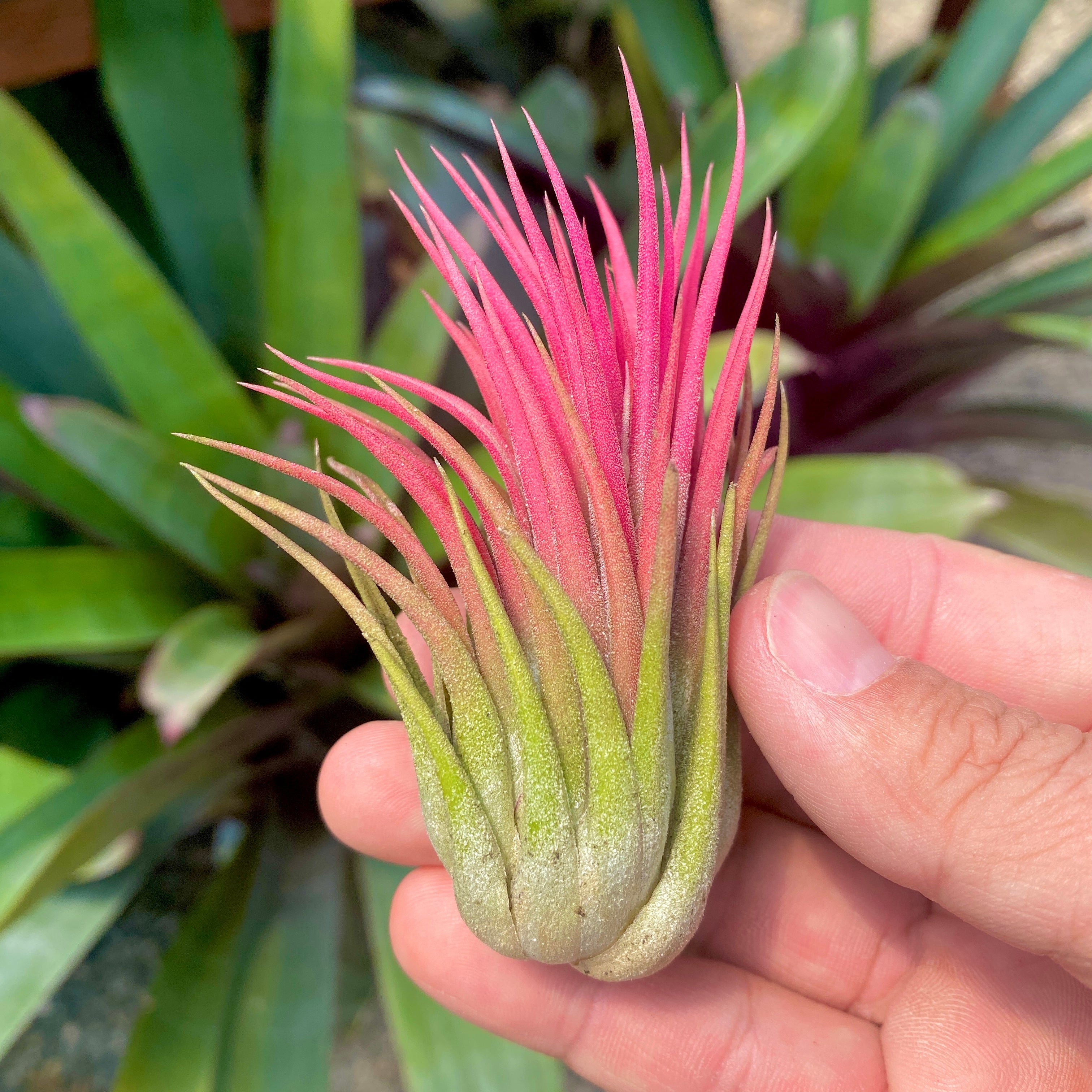 Ionantha Rubra Medium <br> (Minimum order 10)