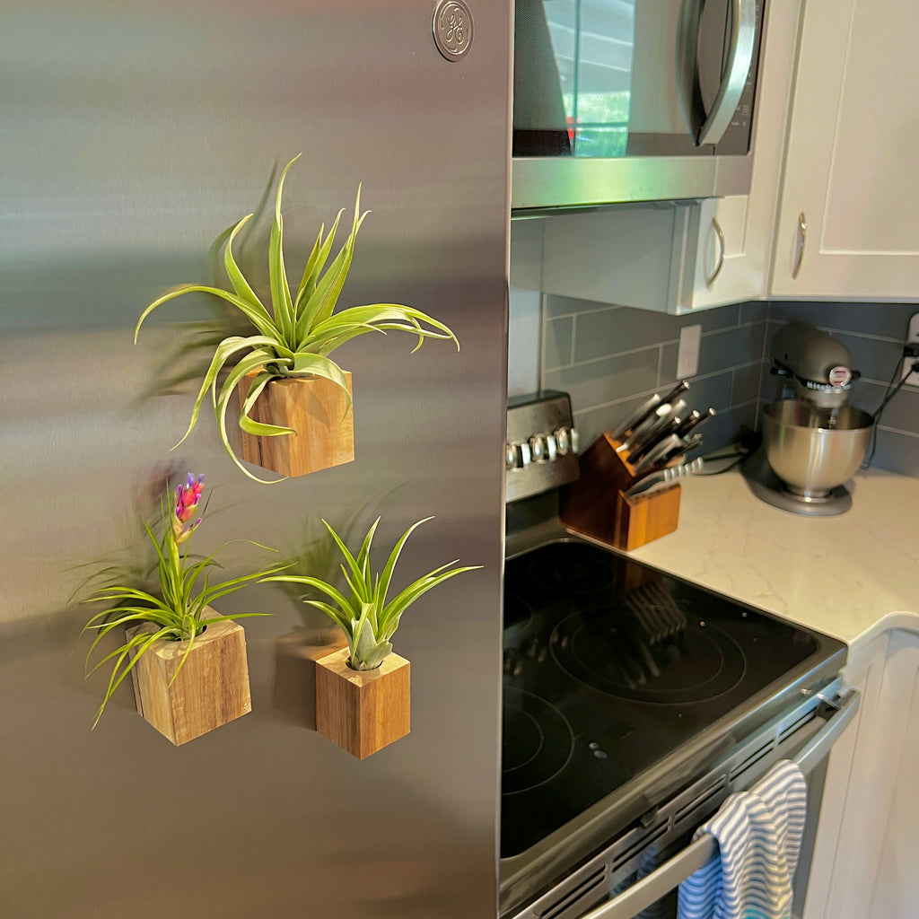 Handcrafted Acacia Wood Magnet Air Plant Holder <br> (Minimum Order 10)