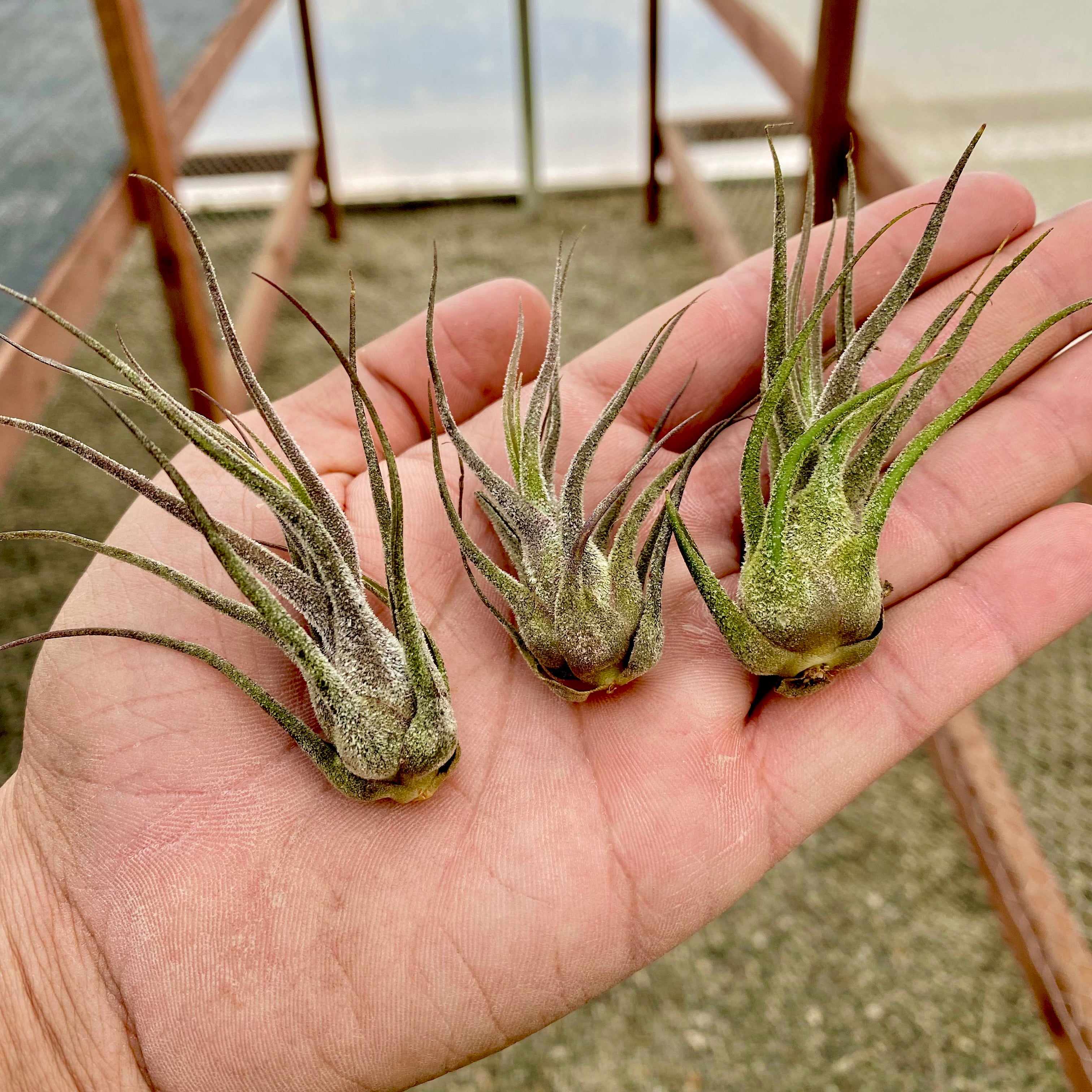 pruinosa air plant Pruinosa Guatemala Small (Minimum Order 10)