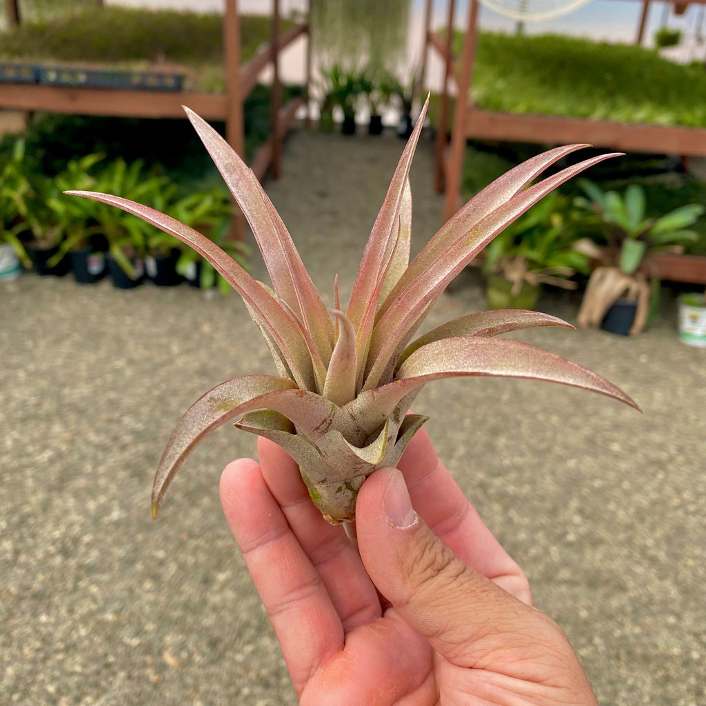 Capitata Peach Medium <br> (Minimum Order 5)