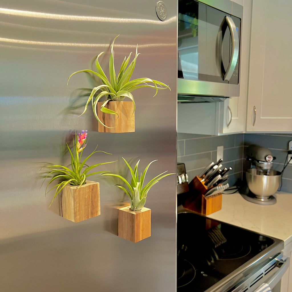 Handcrafted Acacia Wood Magnet Air Plant Holder <br> (Minimum Order 10)