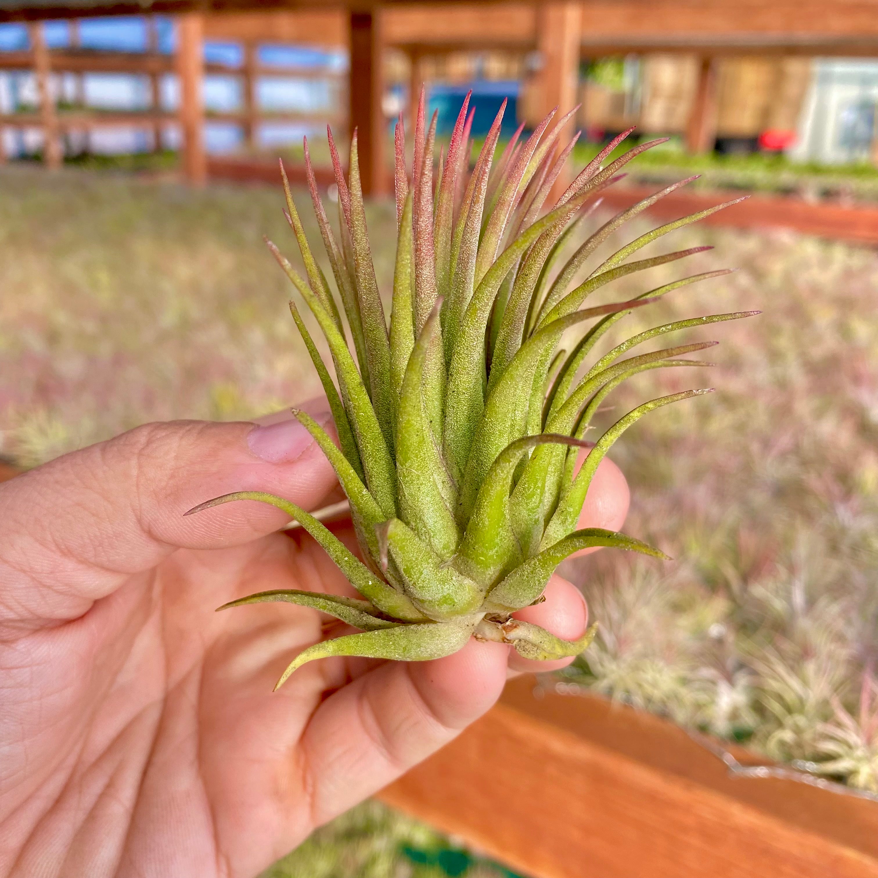 Ionantha Rubra Medium <br> (Minimum order 10)