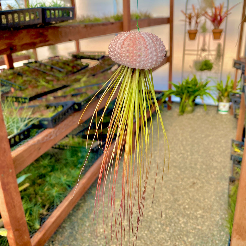 Hanging Pink/White Air Plant Jellyfish <br> (Minimum Order 5)