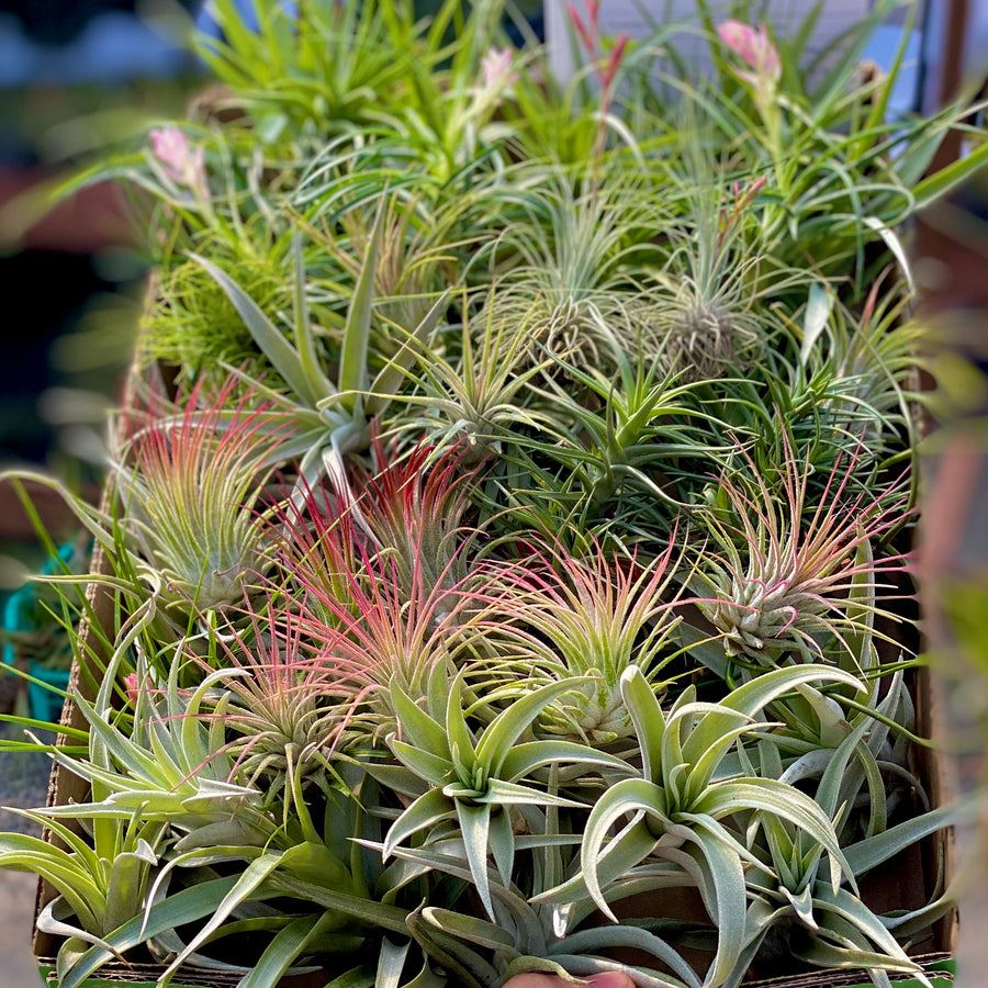 Shop Wholesale Air Plant Bundles Bulk Air Plants