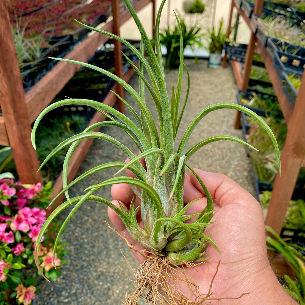 Ionantha x Brachycaulos Large <br> (Minimum Order 3)