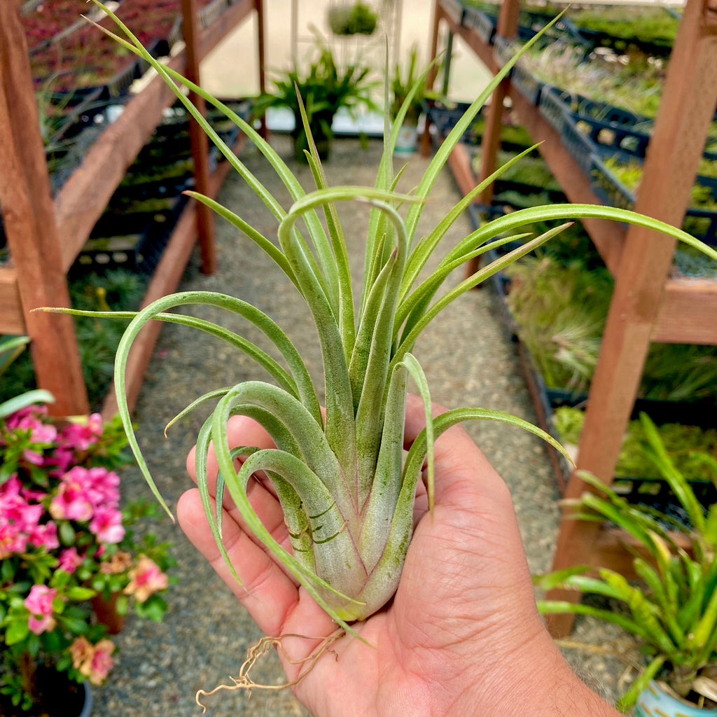 Ionantha x Brachycaulos Large <br> (Minimum Order 3)