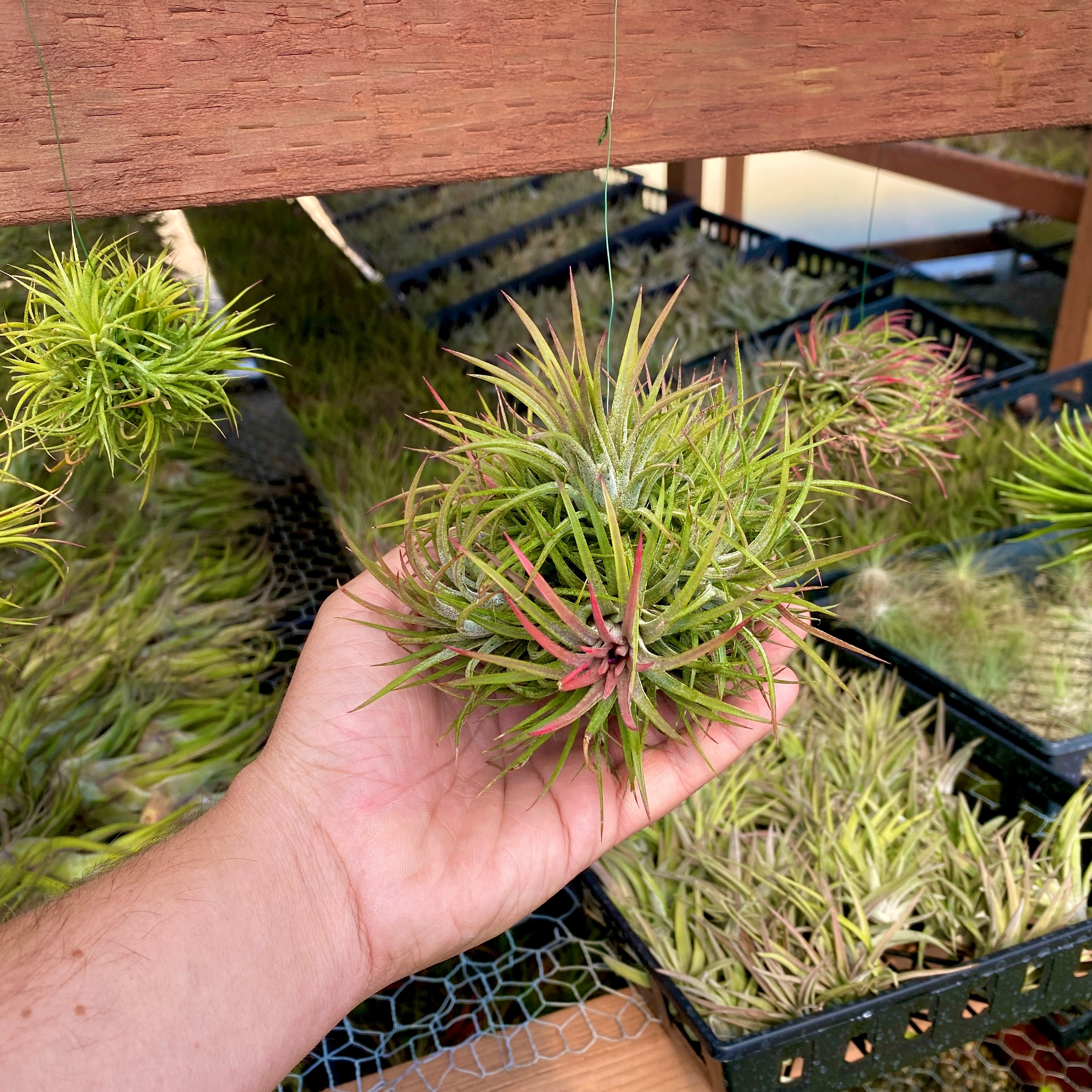 Ionantha Assorted Hanging Clumps <br> (No Minimum)