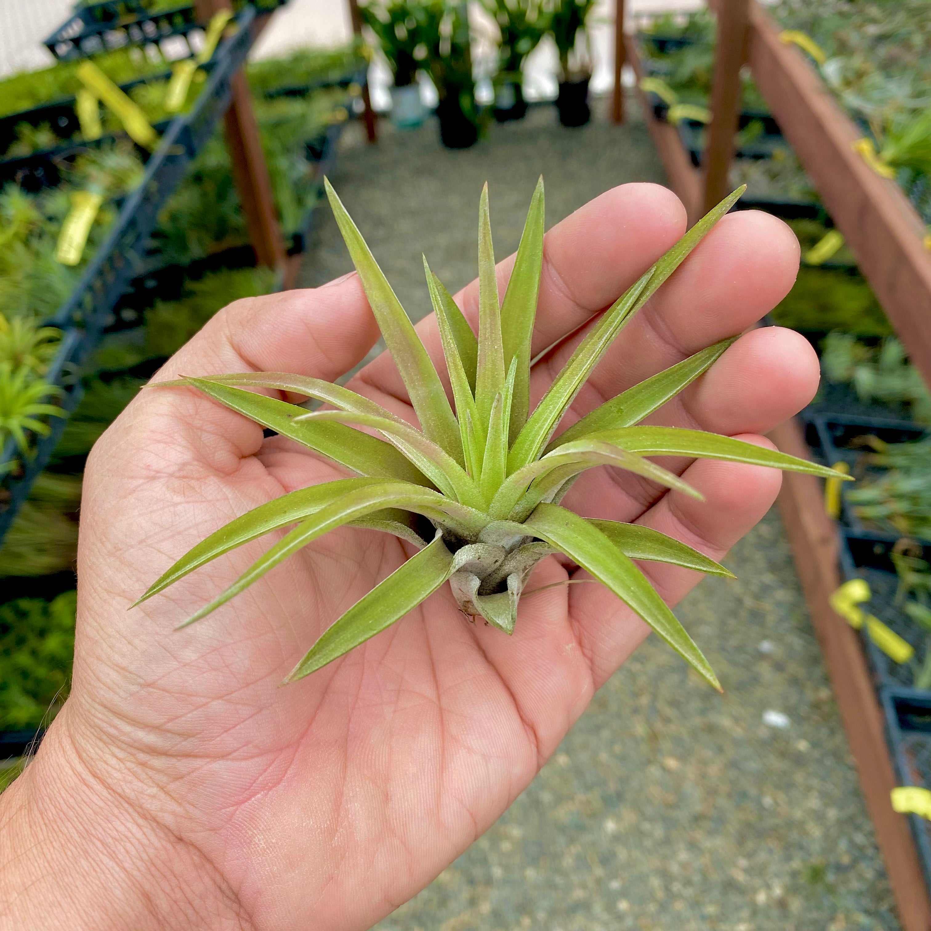 air plant velutina Velutina Medium (Minimum Order 5) – Bulk Air Plants