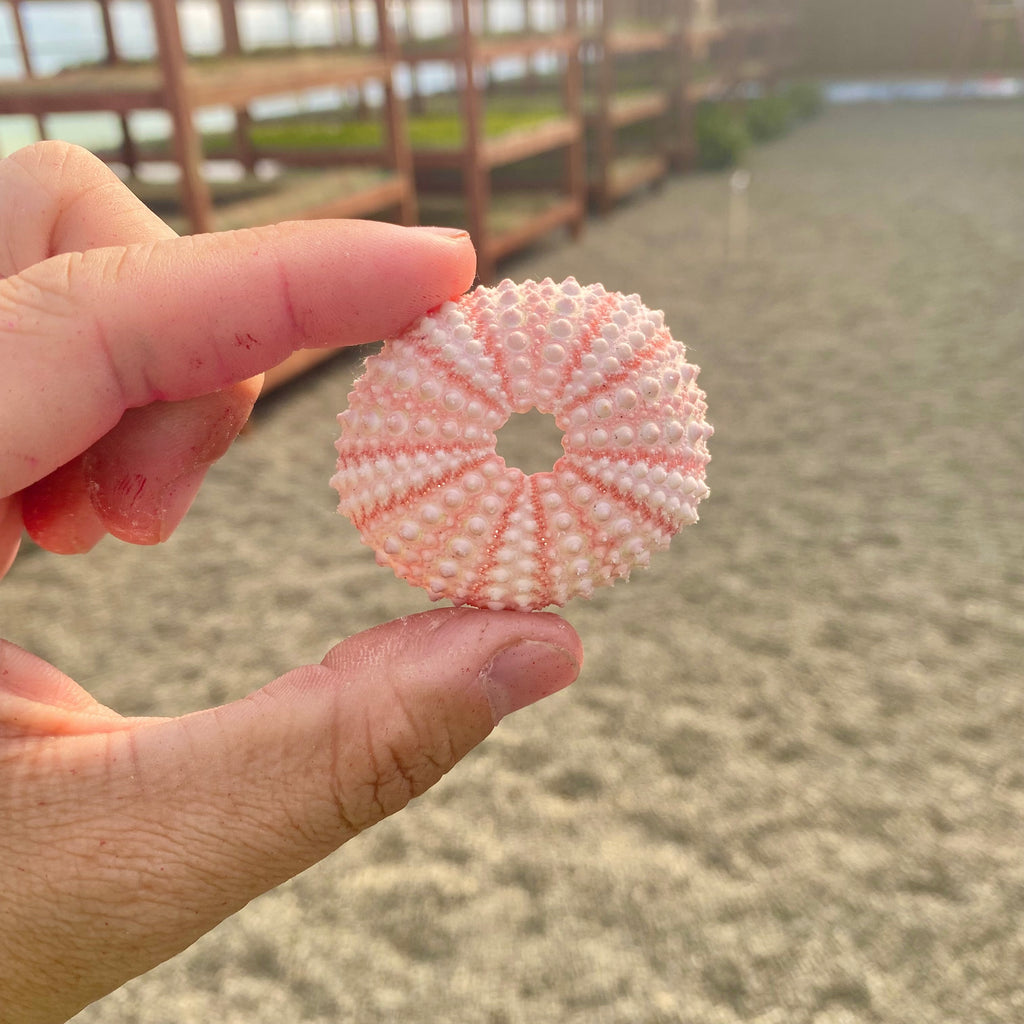 Sea Urchin Shell (Pink/White) <br> (Minimum Order 10)