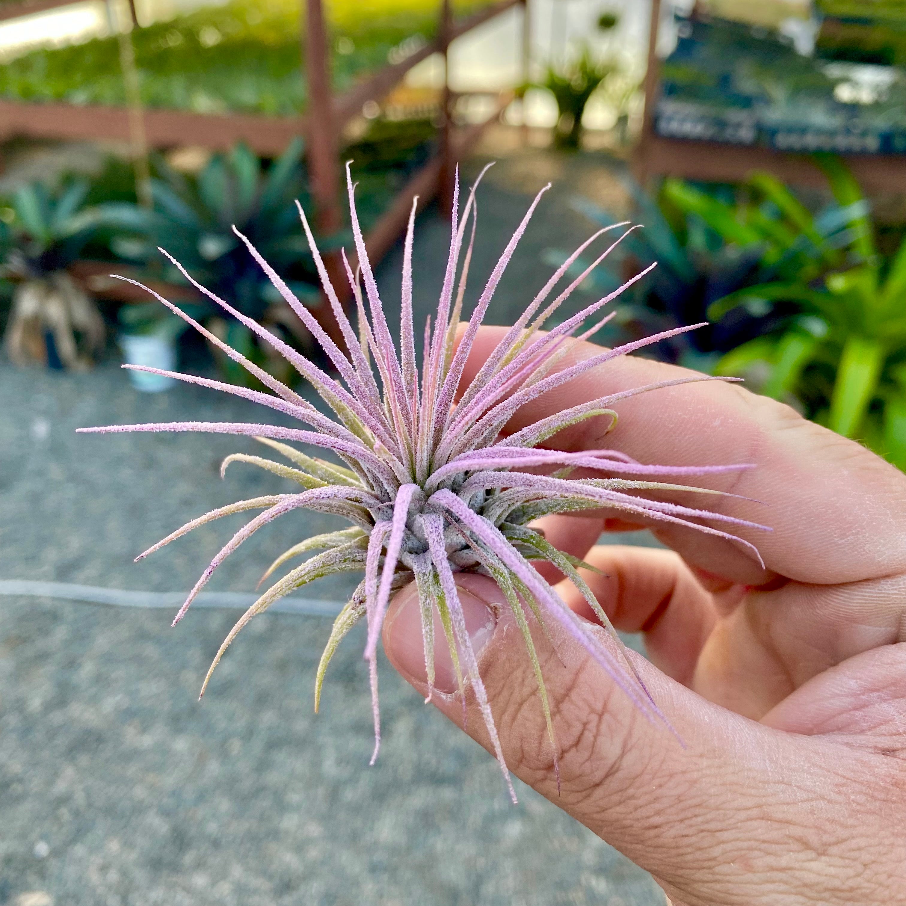 Ionantha Lavender Medium <br> (Minimum order 5)